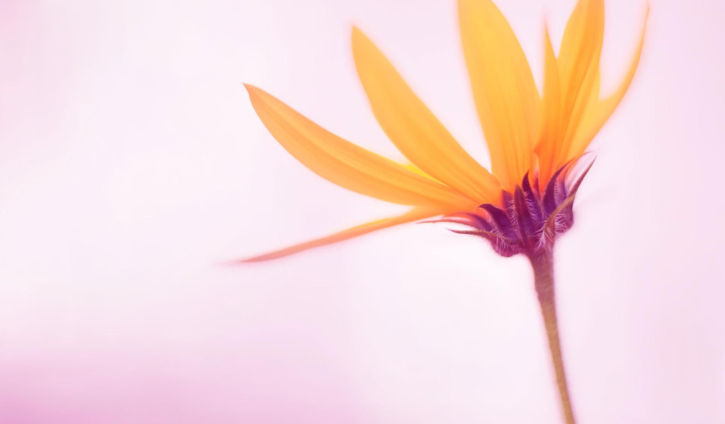 Нежный желтый цветок