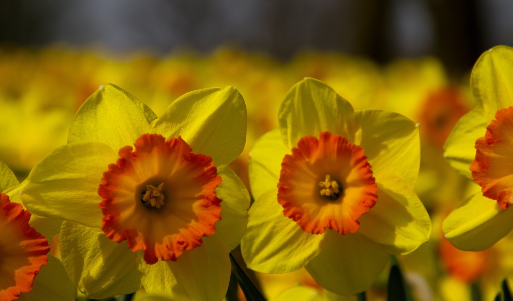 Поле желтых цветов