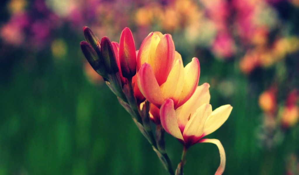 Цветы в саду