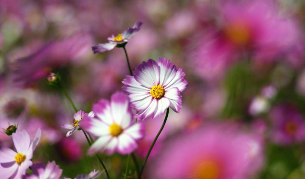 Цветы с желтым центром