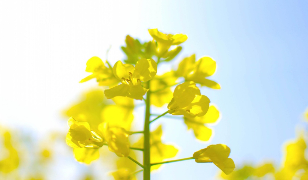 Нежные цветы