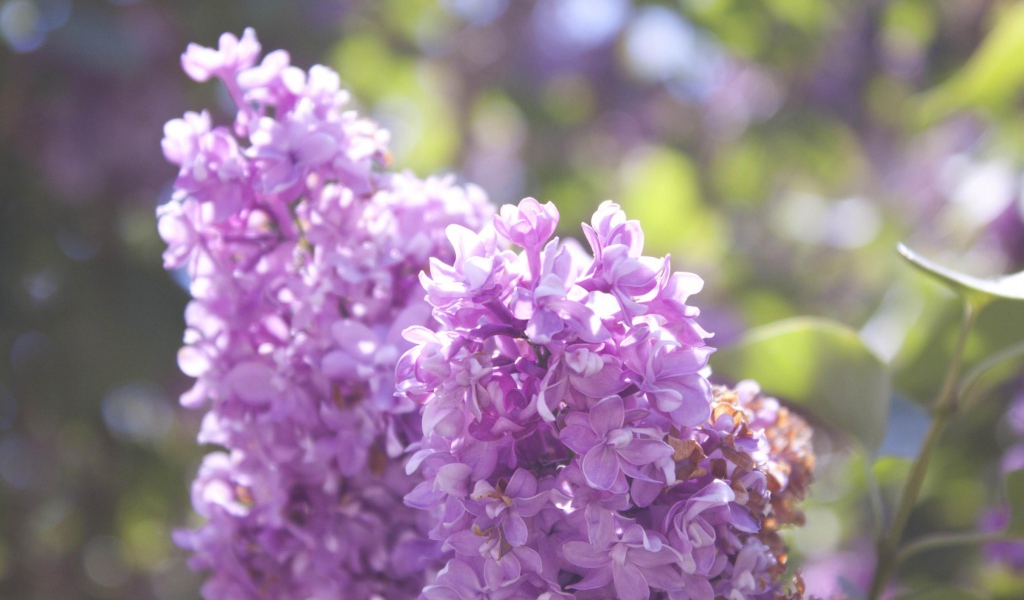 Нежная сирень