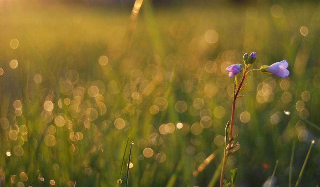 Одинокий цветочек