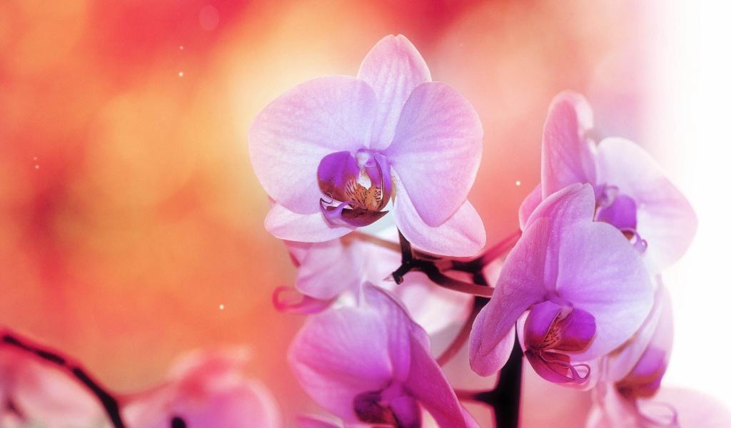 Цветы орхидеи