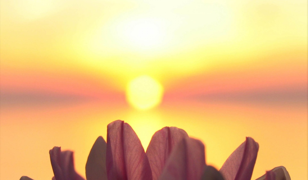 Лепестки на фоне солнца