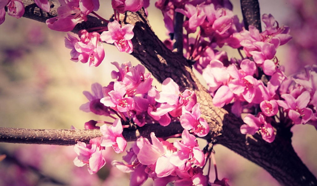 Розовый расцвет