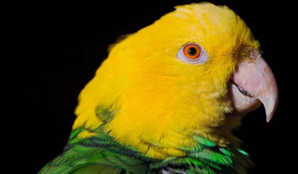 Двухцветный попугай