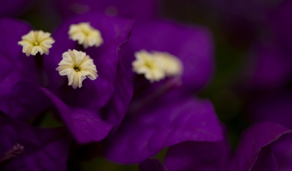 Фиолетовые цветочки