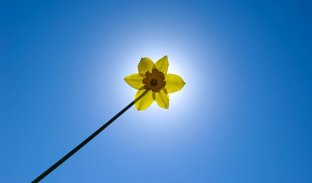Желтый цветок на фоне неба