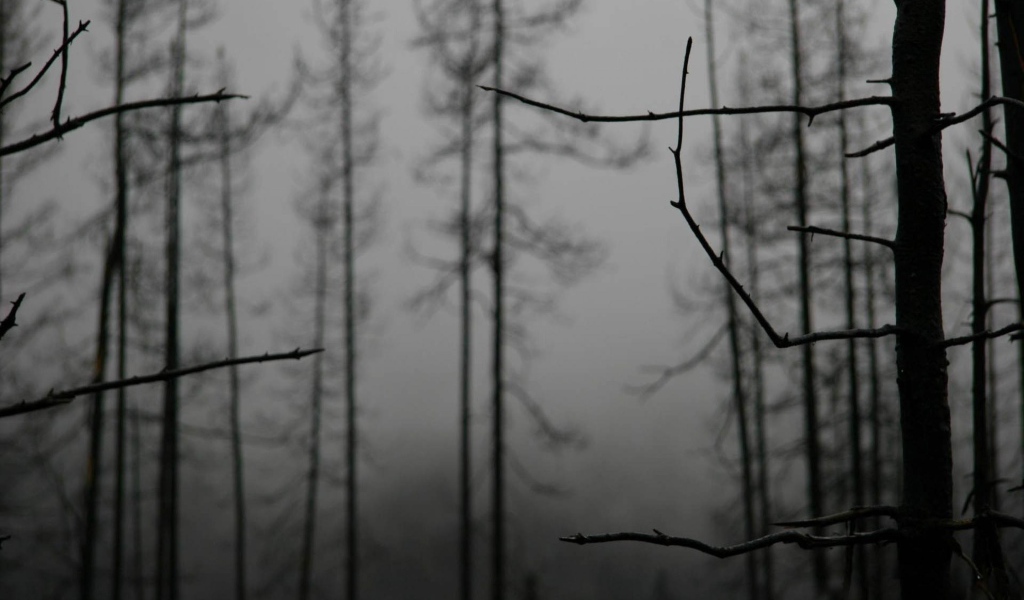 Ветки деревьев зимой