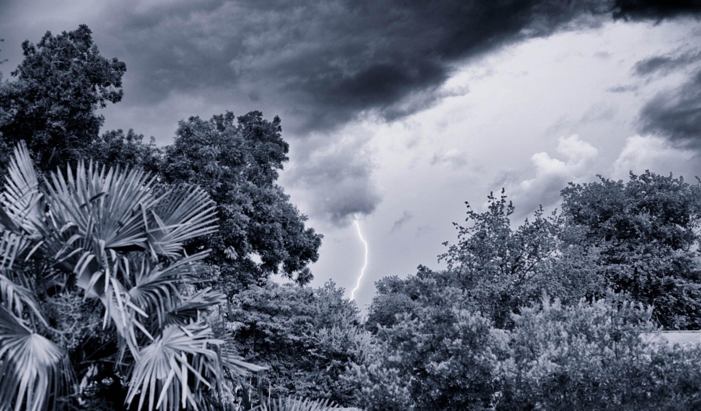 Молния в лесу