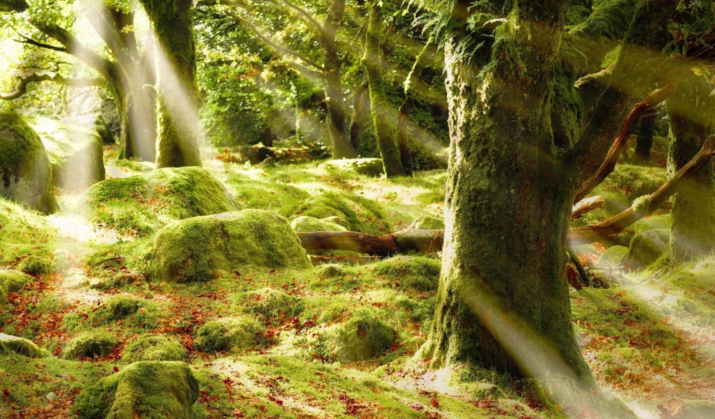 Солнечные лучи в лесу