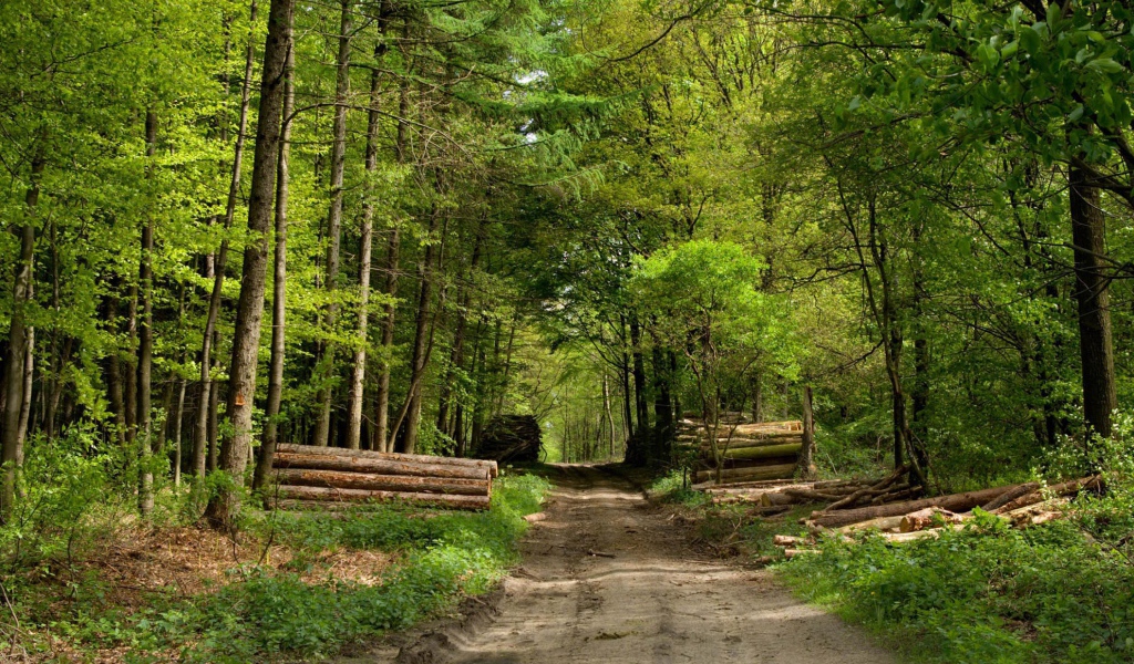 Дорога через зеленый лес