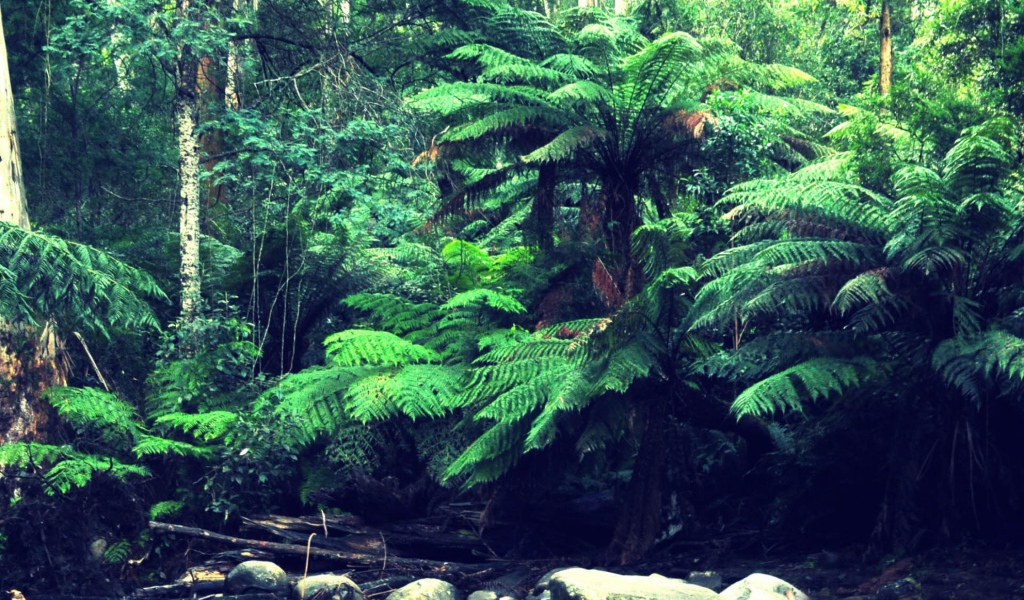 Лес в тропиках