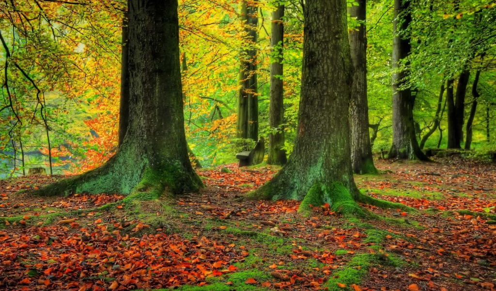 Стволы деревьев