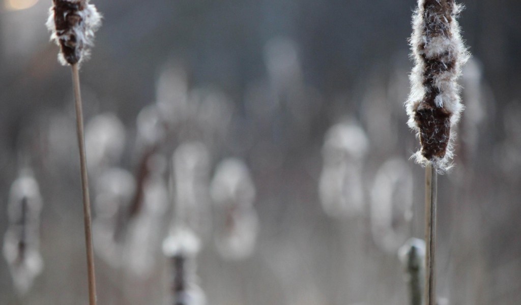 Два колоска