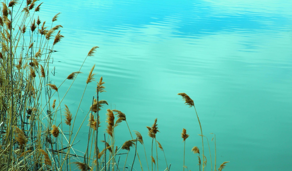 Растения у воды