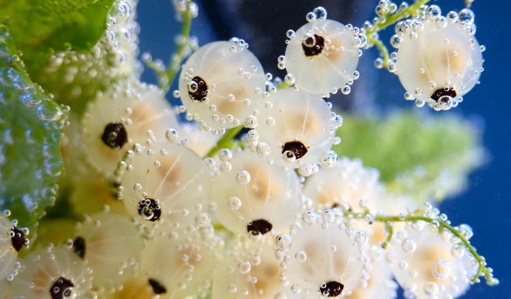 Белая смородина