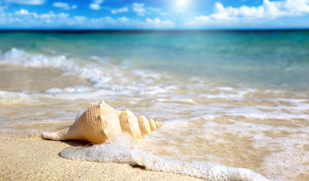 Ракушка у моря