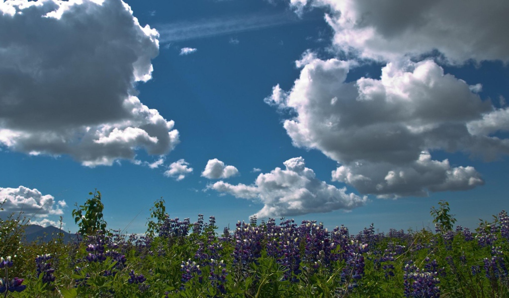 Плывущие над лесом облака