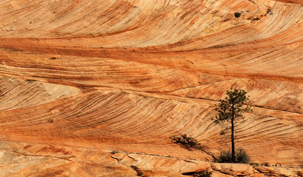 Одинокая сосна в пустыне