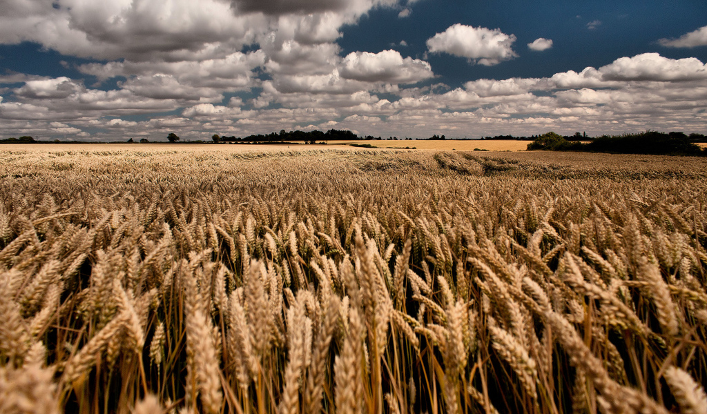 Облачное небо над полем пшеницы