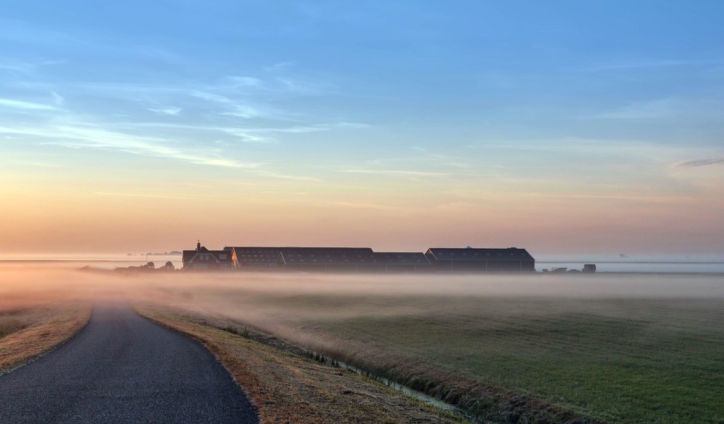 Раннее утро на поле