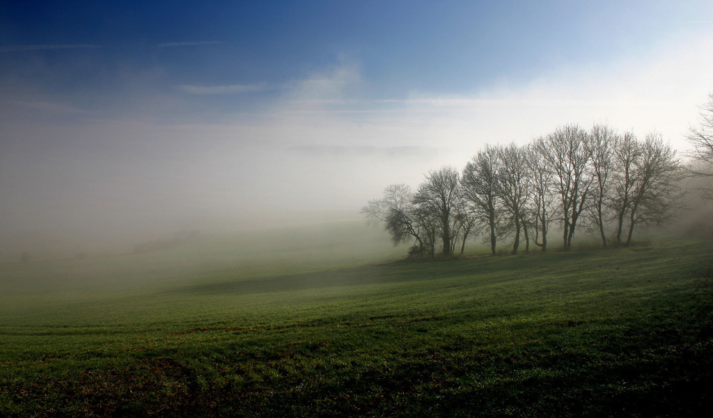 Туманное утро на поле