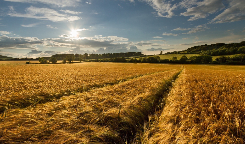 Восход солнца над полем