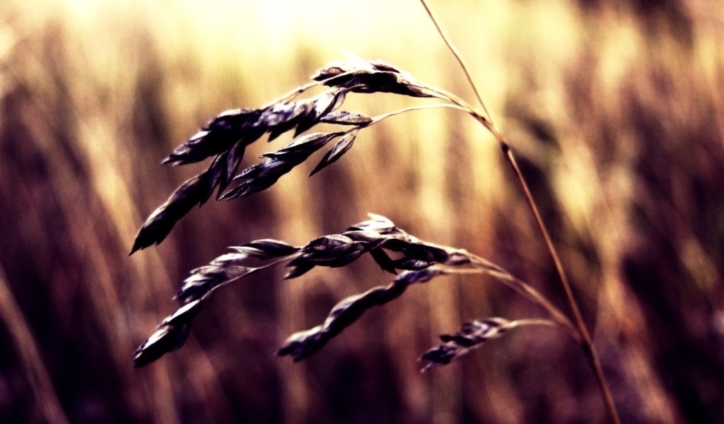 Колосок пшеницы