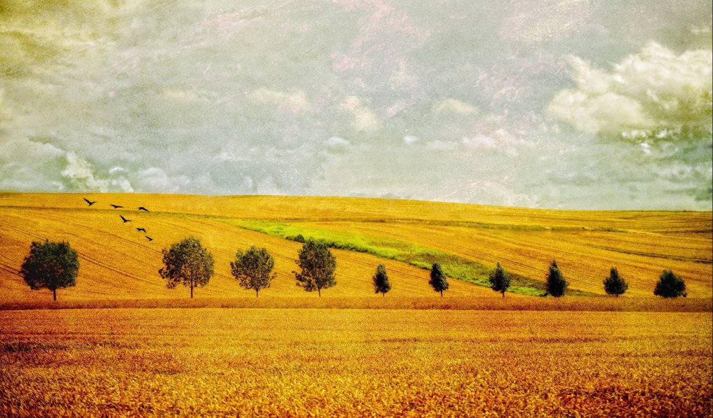 Желтое поле