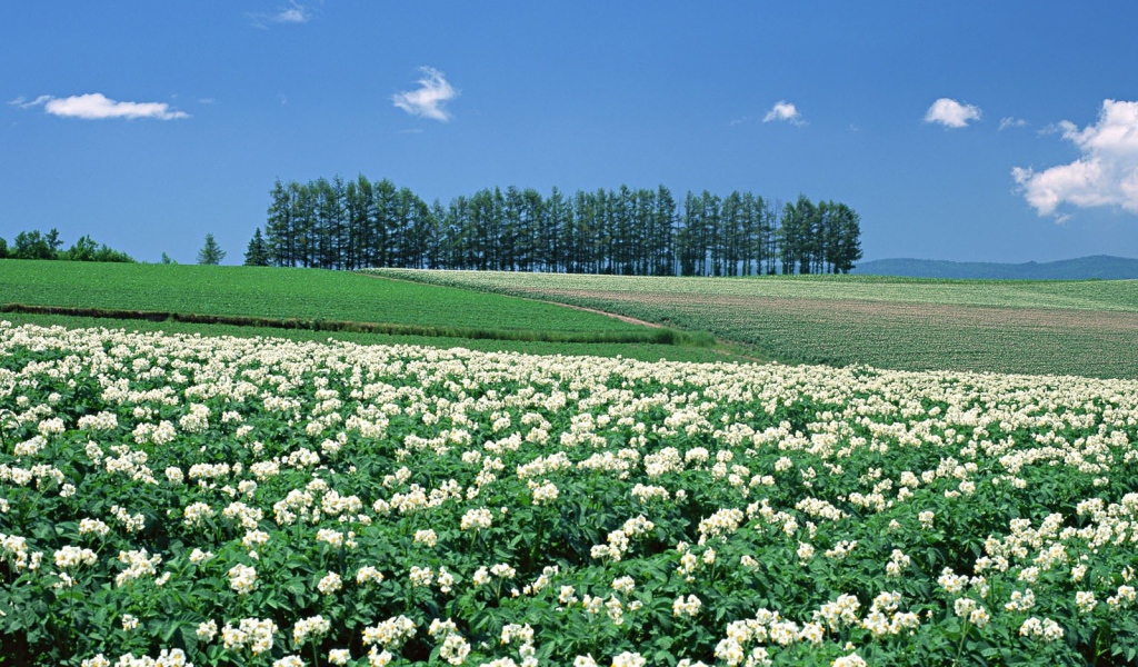 Японские цветущие поля