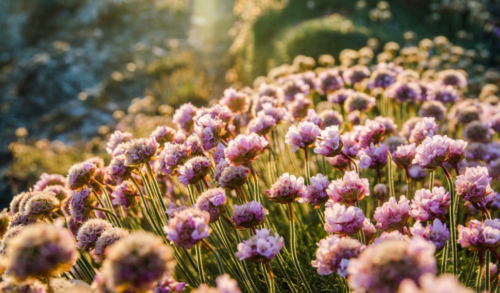 Море цветов