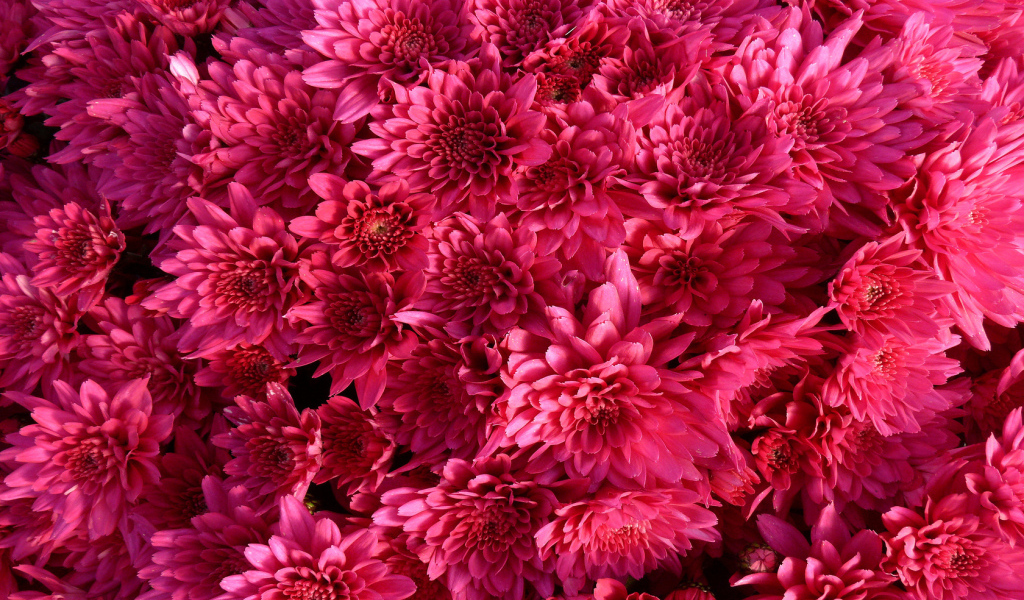 Фон из Хризантем