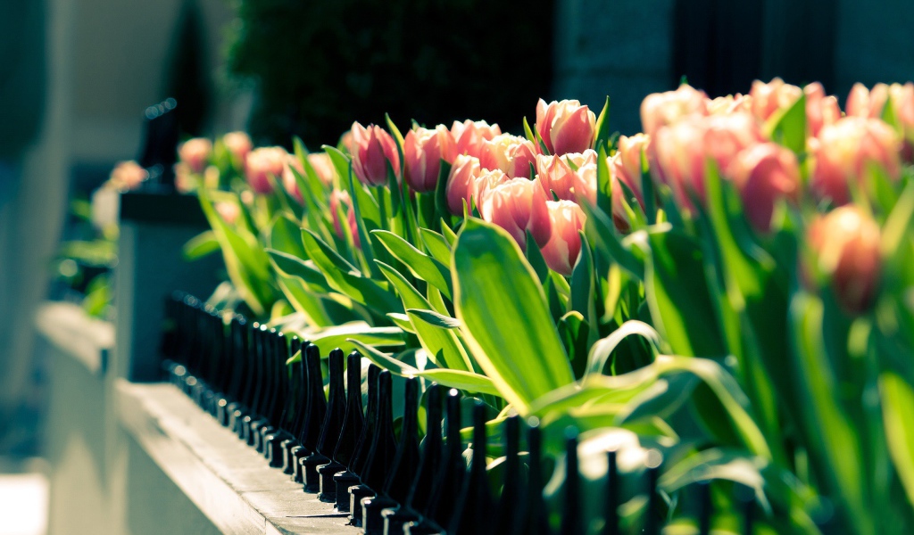 Клумба тюльпанов