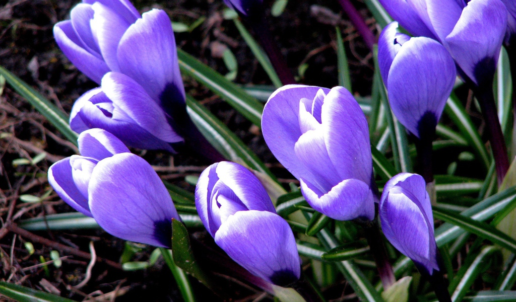 Цветут Крокусы
