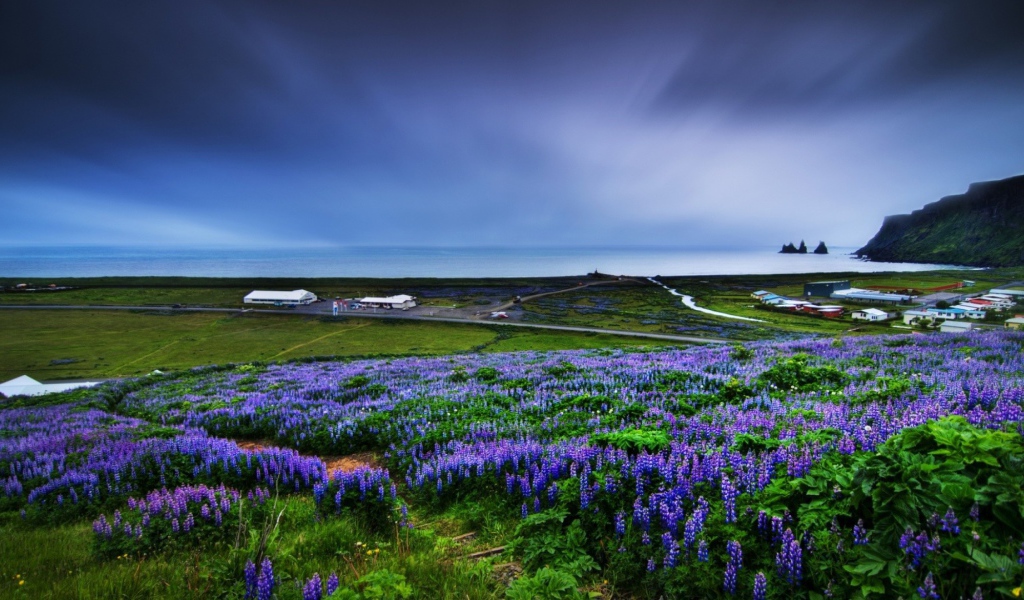 Цветет люпин