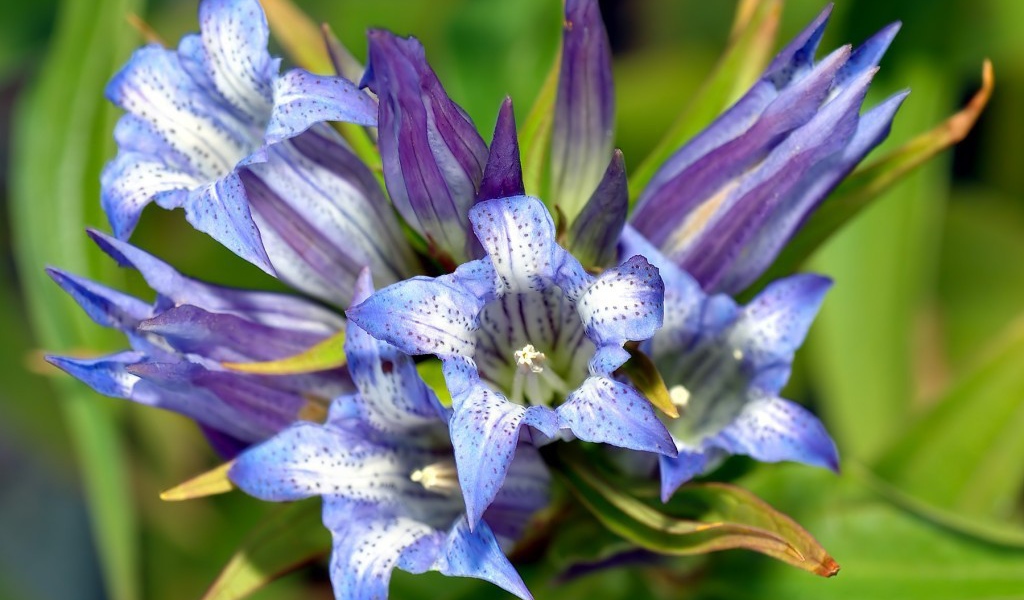 Синие цветы в крапинку