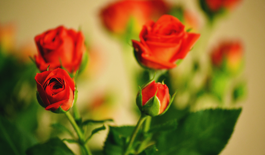 Букет роз с бутоном и листьями