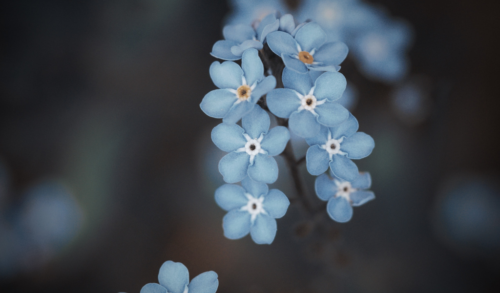Веточка голубых цветов