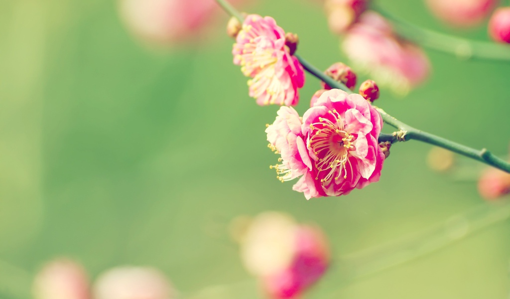 Веточка розовых цветов