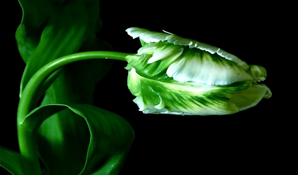 Бутон тюльпана на стебле