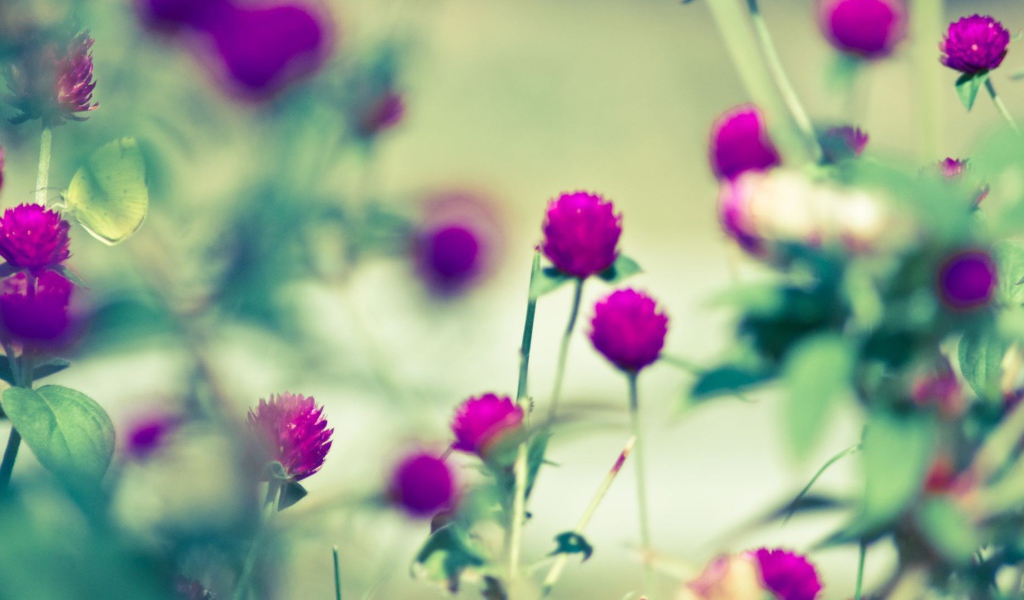 Бабочка на сиреневом цветке