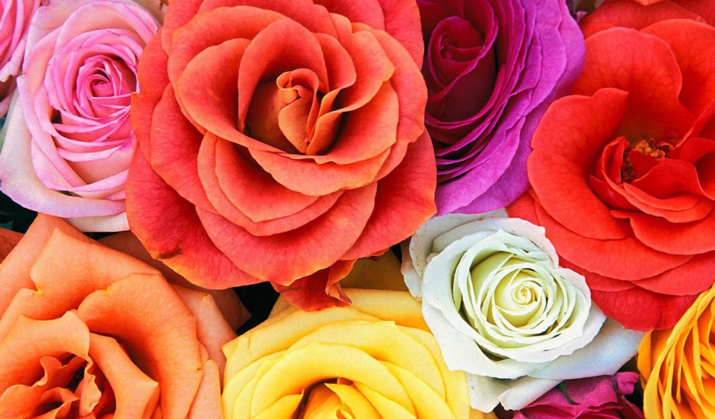 Разноцветные розы