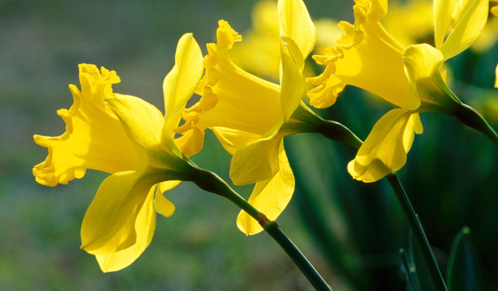 Нарциссы, цветы