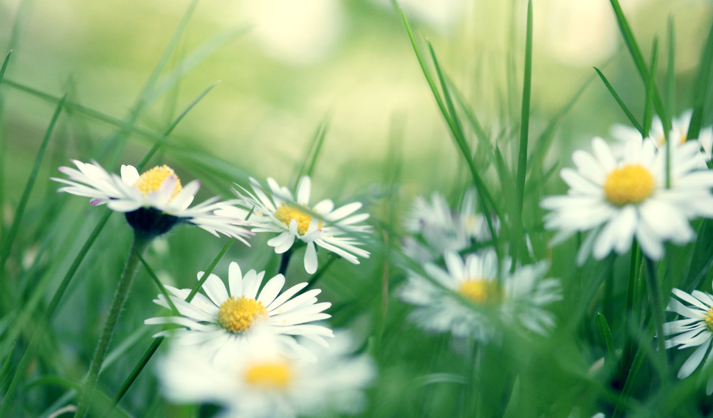 Ромашки в зеленой траве