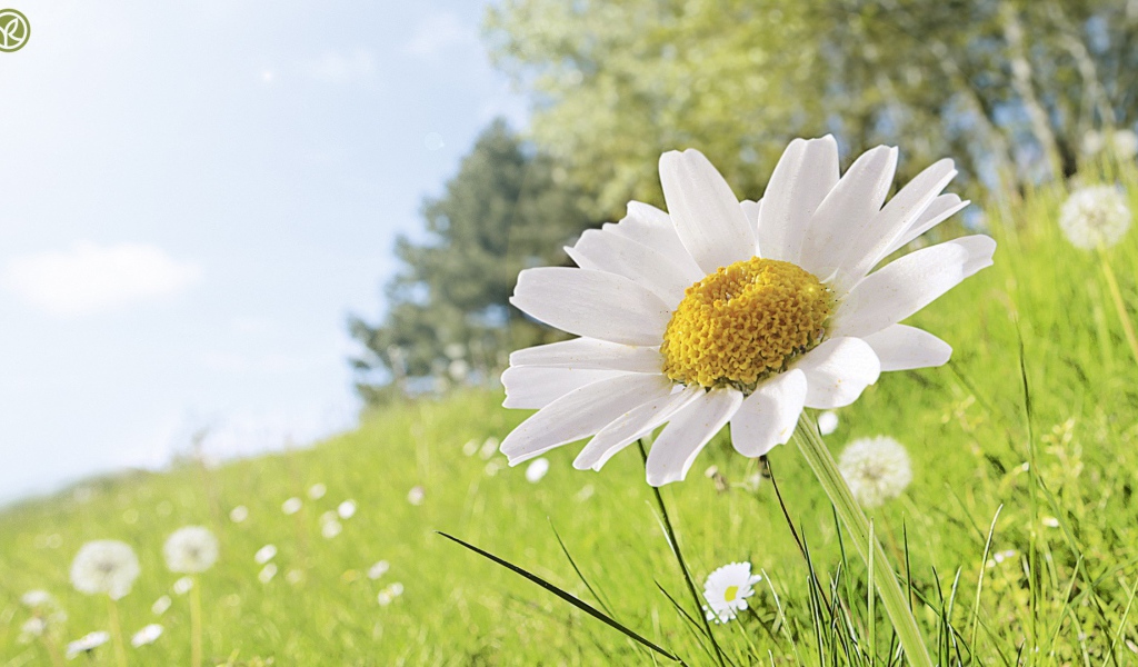 Полевая ромашка