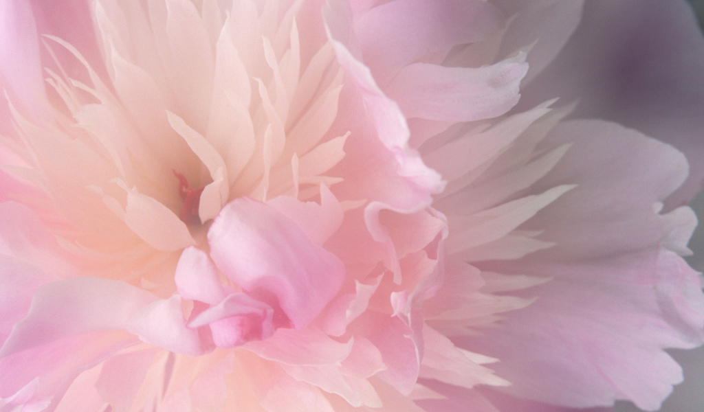 Нежный розовый цветок