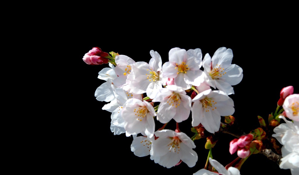 Цветы Японской вишни на черном фоне