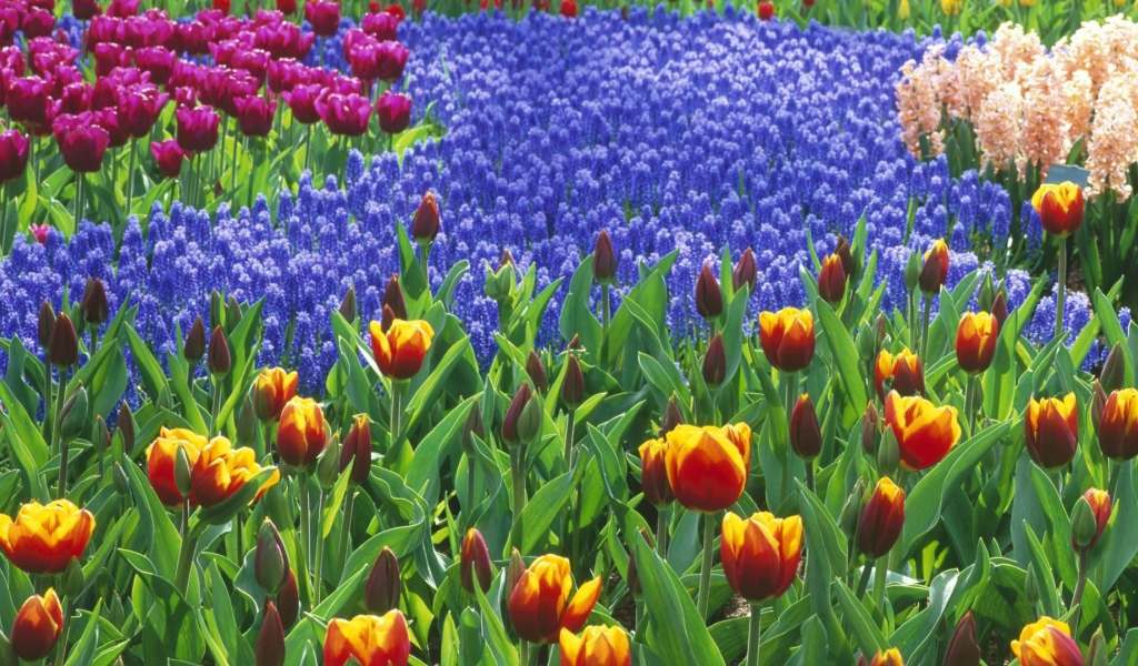 Голландский ландшафт